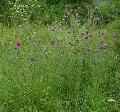 Carduus nutans L.