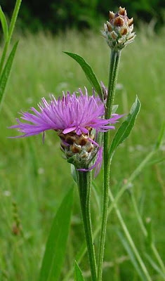Fiordaliso di Welden