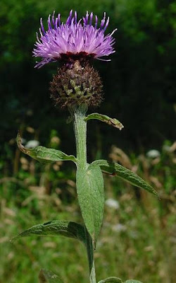 Lesser knapweed Lesser knapweed