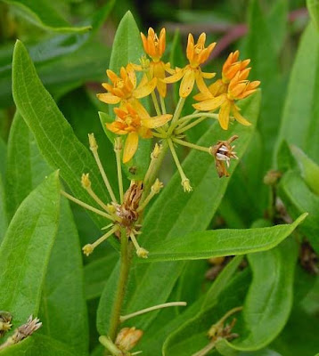 Butterfly milkweed