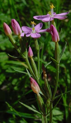 Common centaury Common centaury