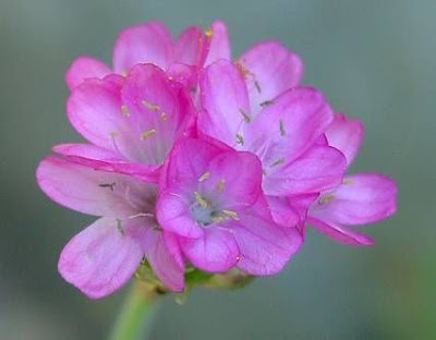 California seapink California seapink