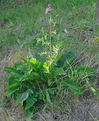 Greater knapweed Greater knapweed