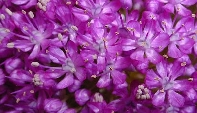 Ail g�ant de l'Himalaya