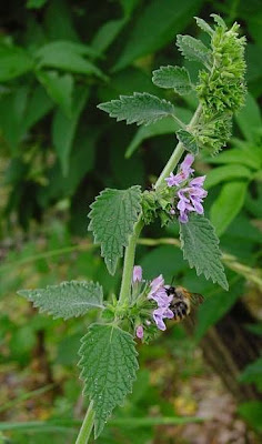 Ballota nigra L.