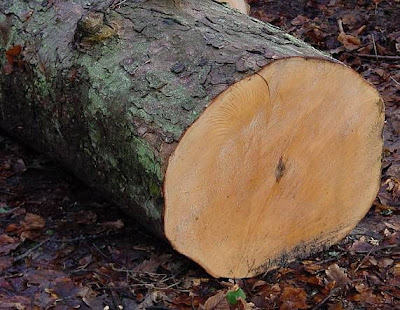 Acer pseudoplatanus L.