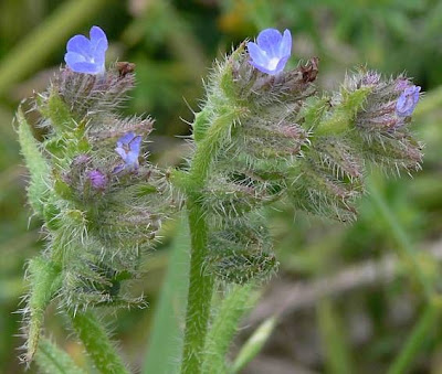 Bugloss Bugloss