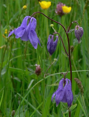 Aquilegia vulgaris L.