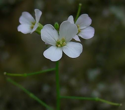 Arabetta sbandellata Arabetta sbandellata
