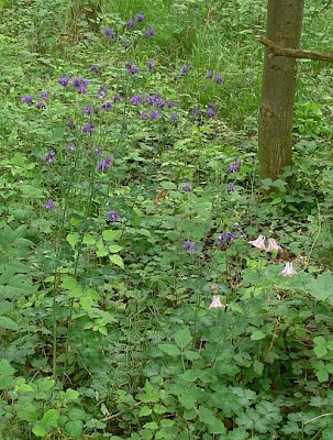 Aquilegia vulgaris L.