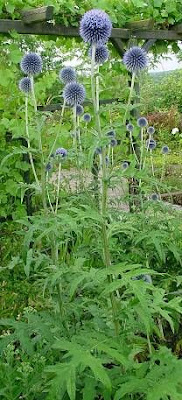 Echinops bannaticus,
,
Blue Globe Thistle
