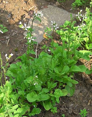 Salad rocket