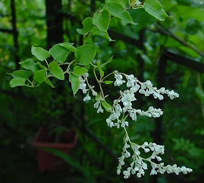Fallopia aubertii,
,
Chinese fleecevine,
mu teng shou wu,
Poligono del Turkestan,
Russian-vine,
silver-lace-vine