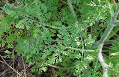 Carota coltivata Carota coltivata