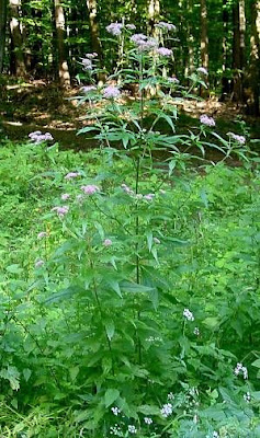 Hemp-agrimony Hemp-agrimony