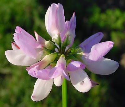 Ruda inglesa