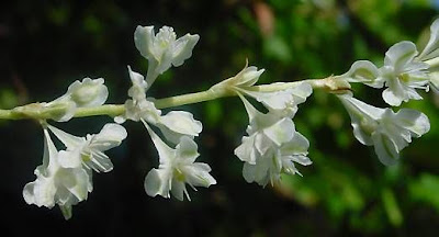 Fallopia aubertii,
,
Chinese fleecevine,
mu teng shou wu,
Poligono del Turkestan,
Russian-vine,
silver-lace-vine