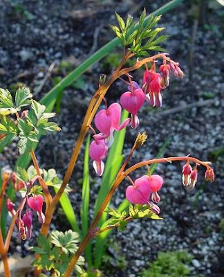 Common bleedinghearts Common bleedinghearts