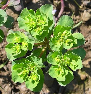 Euphorbia helioscopia L.