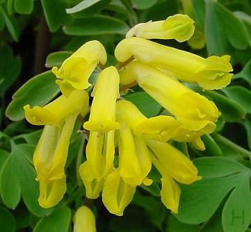 Colombina gialla Colombina gialla