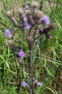 Acker-Distel