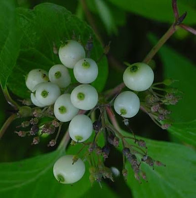 Cornos-branco Cornos-branco
