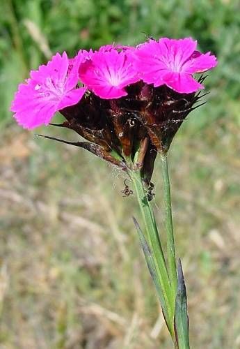 Dianthus+carthusianorum+plants