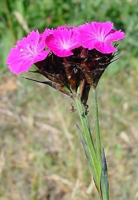 Dianthus carthusianorum L.