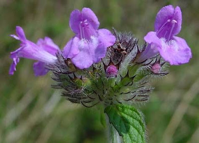 Clinopodium vulgare L.