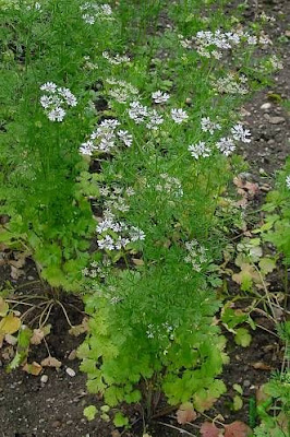 Chinese parsley