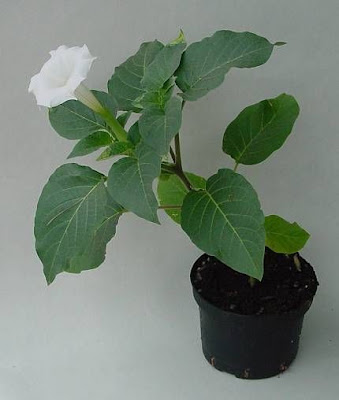 Sacred datura