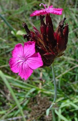 Dianthus carthusianorum L.