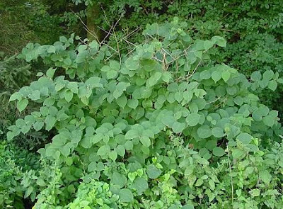 Fallopia japonica,
,
huzhang,
itadori,
Japanese knotweed,
Mexican-bamboo