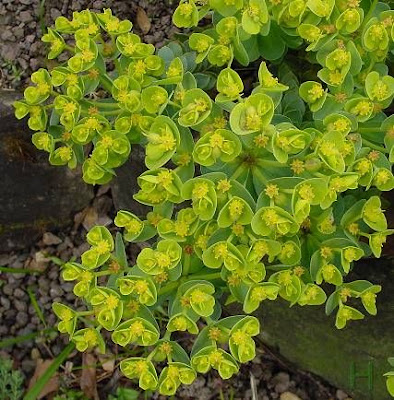 Euforbia mirsinite Euforbia mirsinite