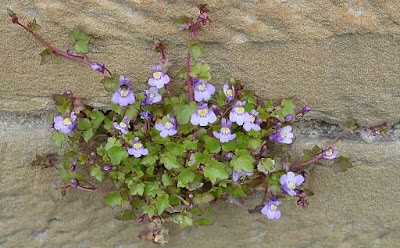 Oxford-ivy