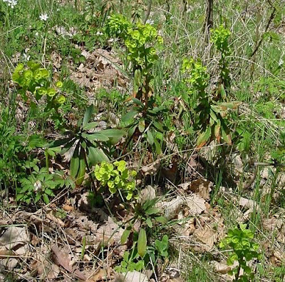 Euphorbia amygdaloides L.