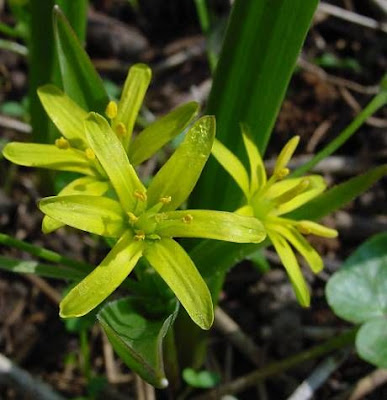 Gagea lutea,
Cipollaccio stellato
