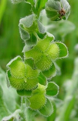 Common Hound's Tongue Common Hound's Tongue
