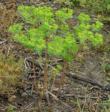 Euphorbia helioscopia L.