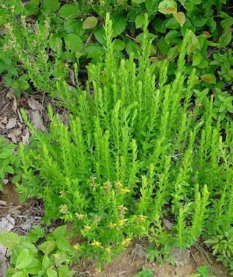 German Greenweed