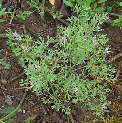 Common fumitory Common fumitory