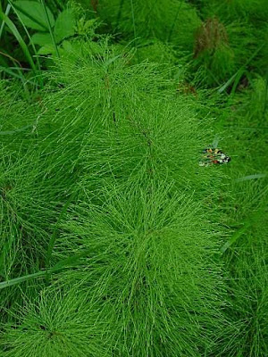 Equisetum sylvaticum L.