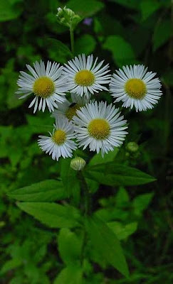Eastern daisy fleabane