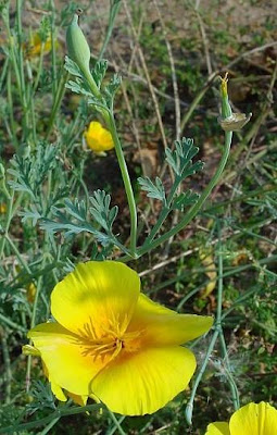 California goldenpoppy