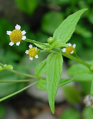 Erva-da-moda
