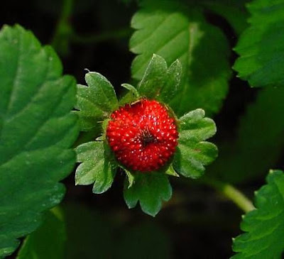Fragola matta Fragola matta