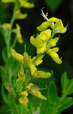 German Greenweed