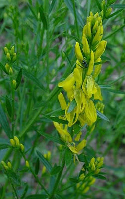 Dyer's broom Dyer's broom