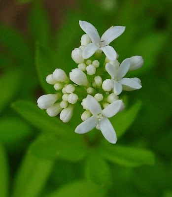 Woodruff Woodruff