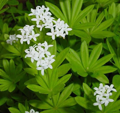 Woodruff Woodruff
